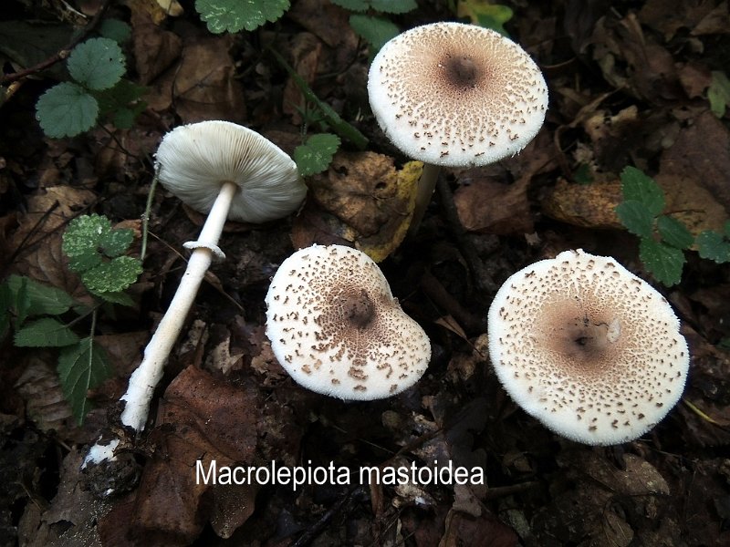 Macrolepiota mastoidea-amf1211.jpg - Macrolepiota mastoidea ; Syn1: Lepiota gracilenta ; Syn2: Lepiota rickenii ; Non français: Lépiote mamelonnée